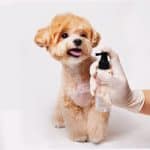 Yourvet Dental Spray 寵物牙齒口腔清潔噴霧 (狗狗貓咪適用) - Image 2