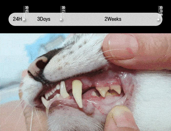 Dental Spray3