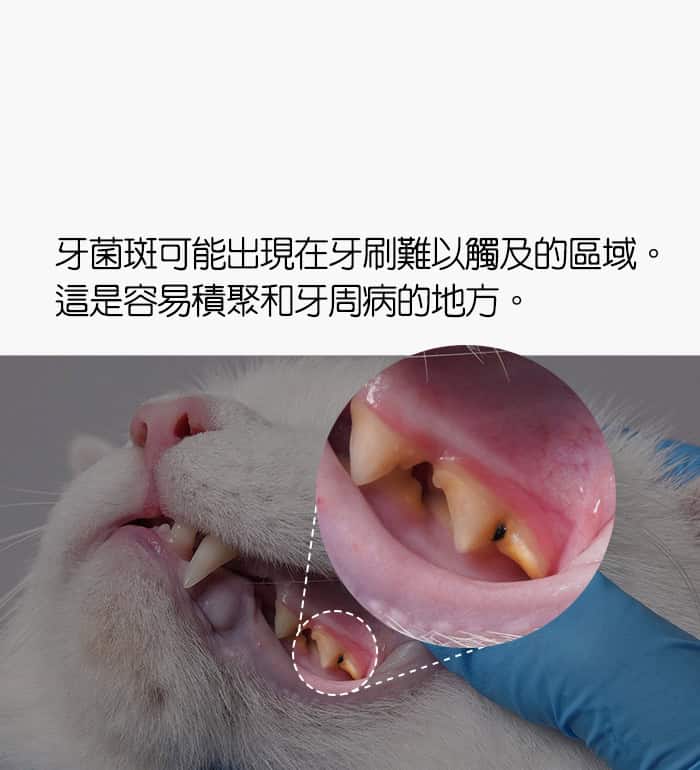 Dental Spray6