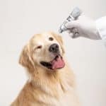 眼藥水滴管近拍；透明水狀質地，犬貓適用不刺激