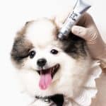 YourVet 狗眼藥水 使用示範；日常護理與回家後的清潔流程
