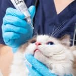 YourVet Medi Eye Drops 犬貓眼藥水 30ml 正面包裝，日常清潔與保濕用