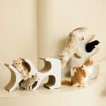 Duit Kitty Tree 小貓樹 - Image 4