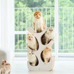 Duit Kitty Tree 小貓樹