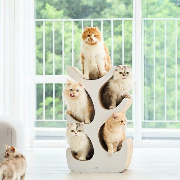 Duit Kitty Tree 小貓樹
