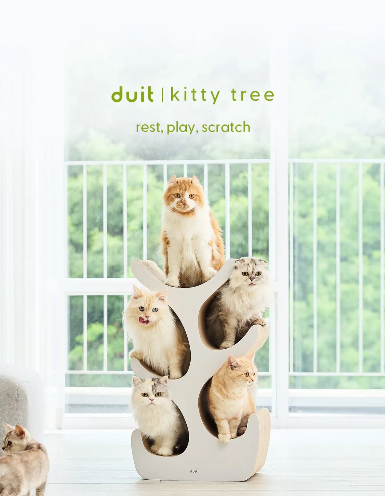 Duit Kitty Tree 小貓樹a