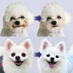 狗狗臉部清潔與補給示範；維持眼周乾爽與整潔