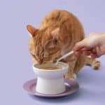 貓咪眼角清潔步驟示意；先擦拭再配合 LivePet Eyes 補給