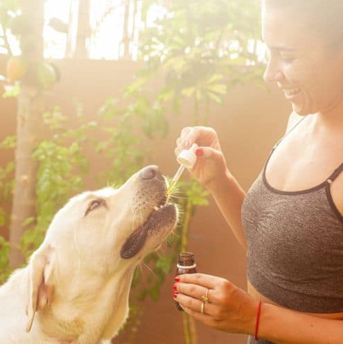 pet supplements thumbnail