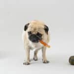 Lorenz Long-Eating Whoopi Mal Sweet Potato 長時間咀嚼牛皮捲（紅薯） - Image 2