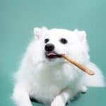 Lorenz Long-Lasting Hanwoo Beef Tendon Chew 長嚼牛筋條 - Image 4